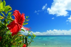 沖縄の青い海と赤いハイビスカス